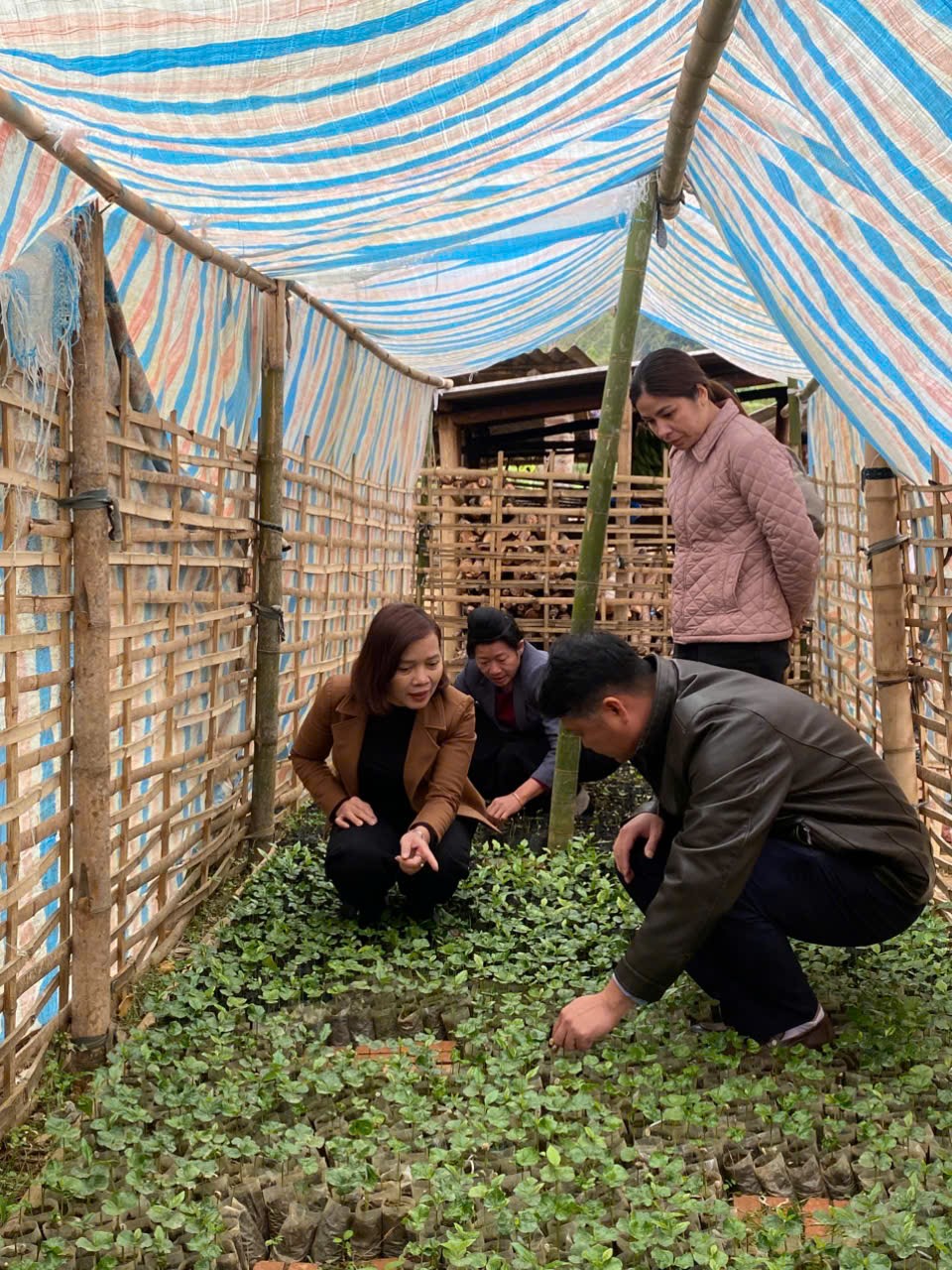 Đoàn công tác kiêm tra vườn ươm cà phê tại bản Lói