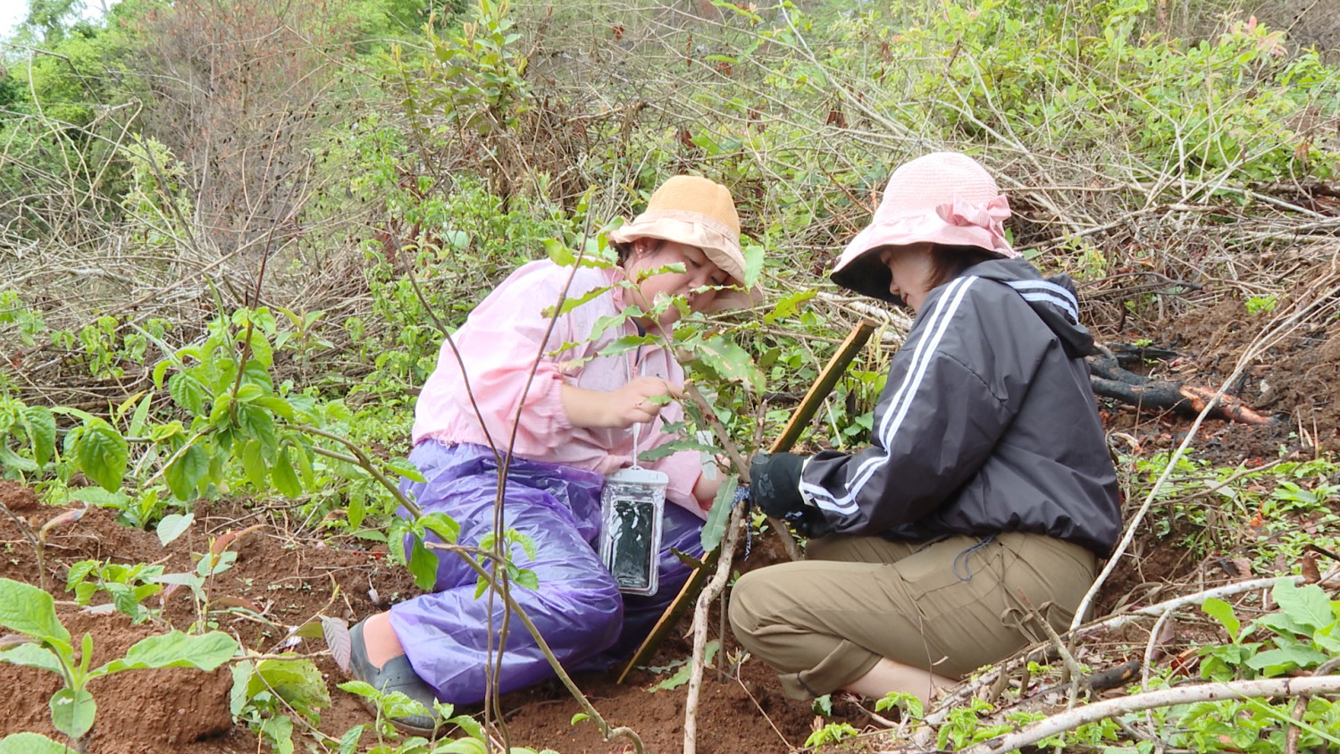 CNVCLĐ huyện trồng, chăm sóc cây Mắc ca